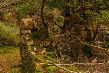 Ruined castle walls in the forest