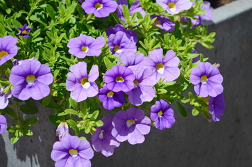Calibrachoa parviflora seaside petunia starlight blue flowers in bloom, bright color flowering ornamental million bells pot plants