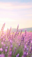 Fototapeta premium Summer Sunlit Lavender Field Close Up with Lens Flare and Depth of Field in Bright Daylight Capturing Tranquility and Nature Beauty in Bloom During Sunrise Glowing in Soft Pastel Hues