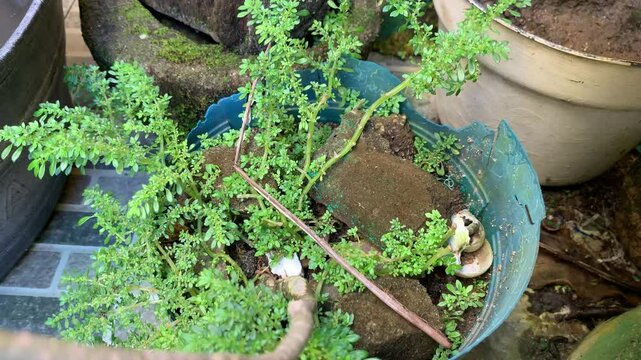 Artillery plant (Pilea microphylla) in a pot