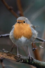 European robin (Erithacus rubecula) on a tree branch
