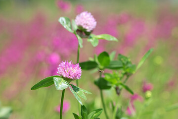 bee at work on clover flower collecting pollen. bright delicate pink clover flower, honey bee. macro nature, wild wildflower, useful insect, spring or summer sunny day, close-up. natural background