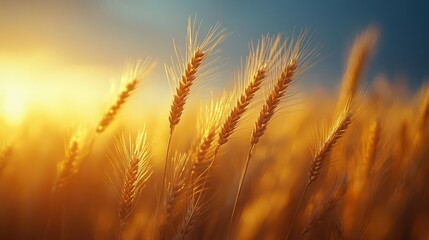 Sunset's Embrace: Golden Wheat Field at Dusk