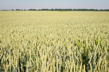 green spikelet, wheat field. Oats, rye, barley. Juicy fresh unripe ears of young green ears on nature in spring or summer, close-up of a field. good harvest, farm land. agriculture, agricultural field