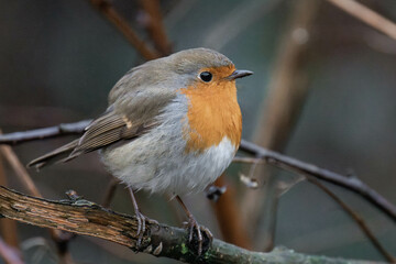 European robin (Erithacus rubecula) on a tree branch