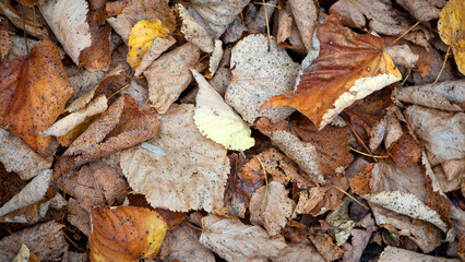 Dry leaves on the ground in a beautiful autumn forest. autumn background, fallen leaves in a forest or park. Grove. walk in the fresh air. selective soft focus. autumn colors, beautiful season