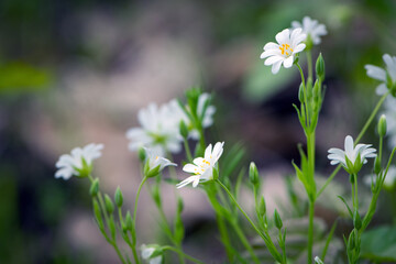 Stellaria holostea. delicate forest flowers of the chickweed, Stellaria holostea or Echte Sternmiere. floral background. white flowers on a natural background. close-up
