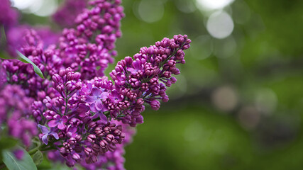 Lilac blossom flowers spring view. Spring lilac flowers. Lilac blooms. A beautiful bunch of lilac. floral spring background. delicate fragrant flowers, in the garden or park. close-up