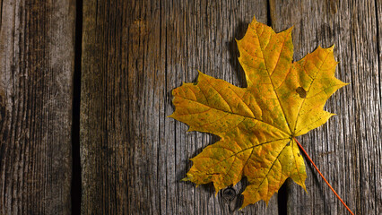 autumn background. yellow maple leaf, isolated on wooden background. Autumn composition. flat lay, top view. place for text, logo. close-up. leaf fall season. selective focus. old wood