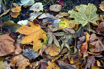 Dry leaves on the ground in a beautiful autumn forest. autumn background, fallen leaves in a forest or park. Grove. selective soft focus. autumn colors, beautiful season. autumn season, first frosts