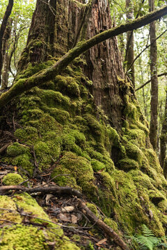 Moss covered rainforest tree in Tasmania