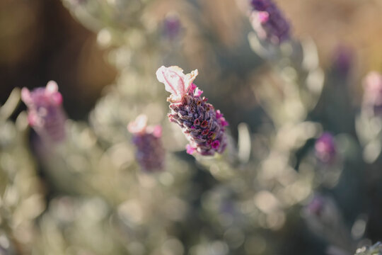 French lavender flowers blooming in sunlit garden, delicate purple petals in soft-focus background