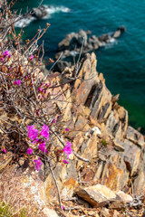 Bright pink rhododendron on top of a cliff above the sea. Asian rhododendron. Rhododendron on the Pacific Ocean coast.