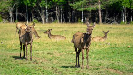 Deer maral or wapiti walk through clearing with green grass on sunny summer day. Deer lie at edge...