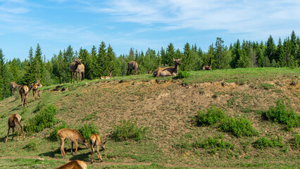 Deer maral or wapiti walk on hill with green grass on sunny summer day. Deer maral or wapiti are...