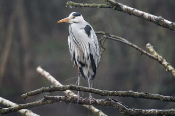 Grey heron standing on a tree branch at a lake on a cloudy day in Germany