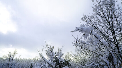 Winter Sunrise in a Snow-Covered Forest