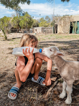 Boy feeding pet lamb milk in a bottle in rural backyard