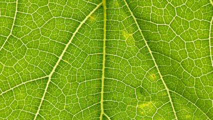 A close-up of a pumpkin leaf.