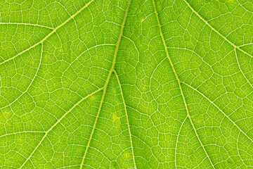A close-up of a pumpkin leaf.