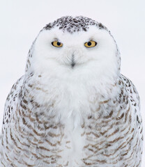 Snowy owl female standing in middle of a snow covered field in a blizzard in Ottawa, Canada