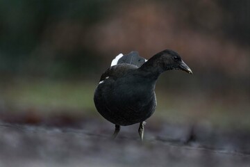 Young common moorhen (Gallinula chloropus) standing on the ground and looking for food