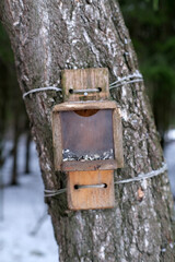 Bird and squirrel feeder with seeds, wooden feeder with plastic screen in the forest