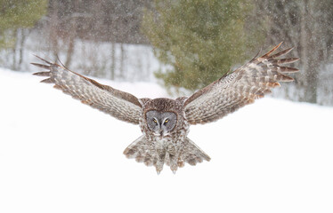 Great grey owl (Strix nebulosa) with wings spread out pounces on prey as he hunts in the winter snow in Canada