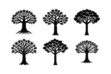 Methuselah (Pinus longaeva) silhouette vector illustration