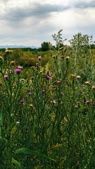 Obraz premium Landscape with blooming thistle.
