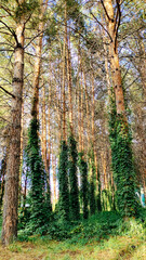 Tall pine trees covered with green ivy.