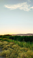 Obraz premium Corn field in summer against the backdrop of an evening sunset sky with clouds.