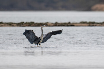 great blue heron ardea cinerea, bird in the Vistula river