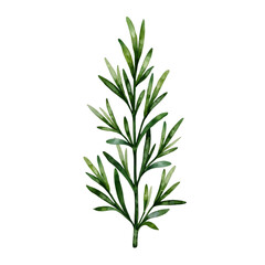 A slender, green plant with long, narrow leaves
