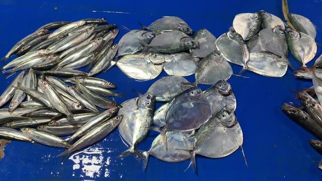fresh fishes in the traditional night market 