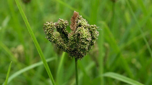 Eleusine coracana or finger millet plants in Nepal