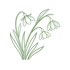 Flower vector spring snowflower snow drop outline. Happy women's day flower. Great for any design, packaging