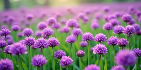 Fototapeta premium A field of vibrant purple wildflowers basking in the warm glow of the setting sun