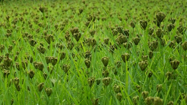 Eleusine coracana or finger millet plants in Nepal