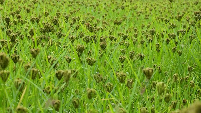 Eleusine coracana or finger millet plants in Nepal
