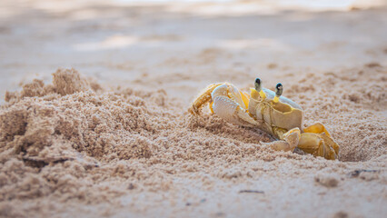 Petit crabe jaune sur une plage des Caraïbes.