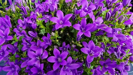Close up view of Campanula Ambella flowers.