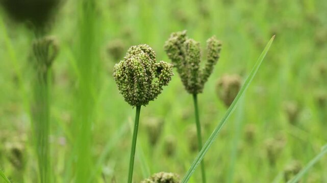 Eleusine coracana or finger millet plants in Nepal