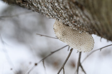Fototapeta premium Abandoned honeycomb from bees outdoors on a tree trunk in winter. 