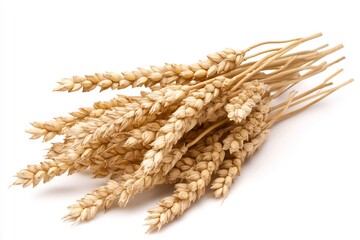 Bundle of Wheat Stalks on White Background for Agricultural Presentation.