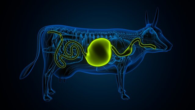 cow digestive system lungs and large intestine system anatomy. 3d illustration