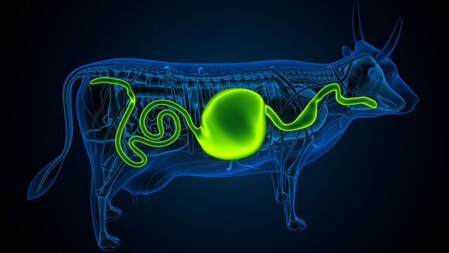 cow digestive system lungs and large intestine system anatomy. 3d illustration