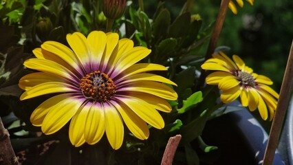 Flowers of Osteospermum, Blue eyed beauty or African Cape Daisy. 