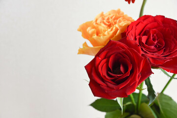 オレンジ色と赤のばら