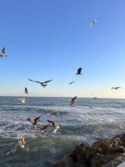 VOLS D'OISEAUX